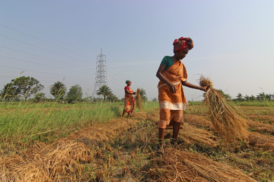 female farmers on a field | Economic Empowerment & Entrepreneurship | Doorways